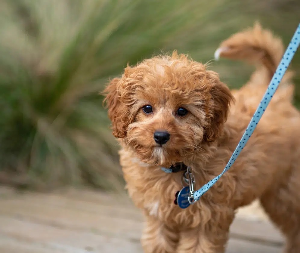 Adopting a Designer Dog Breed: Pros and Cons